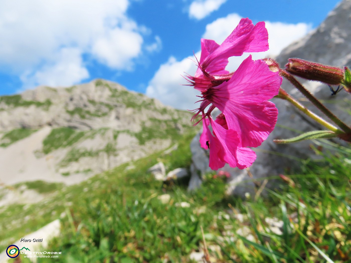 06 Silene elisabethae (Silene di Elisabetta) con vista in Corna Piana.JPG